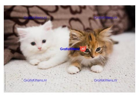 Perzische kittens van 12 weken oud te koop