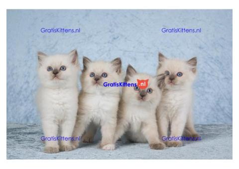 Prachtige Ragdoll-kittens (Flash Point) nu beschikbaar