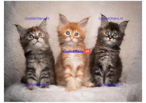 Maine Coon-kittens