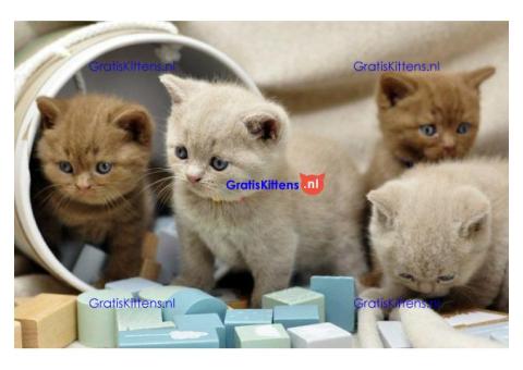 Scottish-kitten zoekt een nieuw thuis