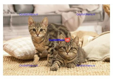 Europees Korthaar-kittens