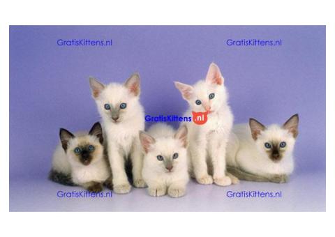 Balinees-kittens met stamboom