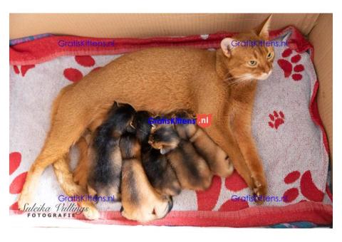 Abessijnse kittens klaar om naar een nieuw huis te gaan