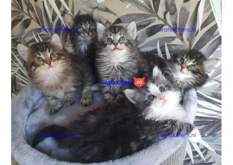 Boskat-kittens (11 weken oud)