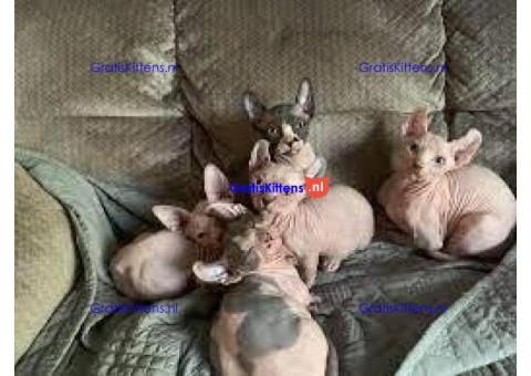 Sphynx-kittens