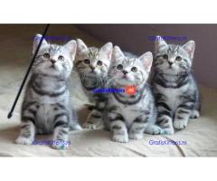 Scottish Fold-kittens