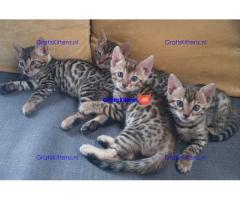 F2 Savannah-kittens beschikbaar.