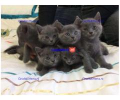 Britse Korthaar-kittens