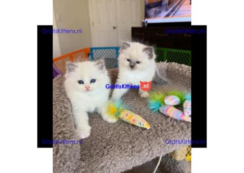 Schattige katjes te koop/whatsapp: +32466904357