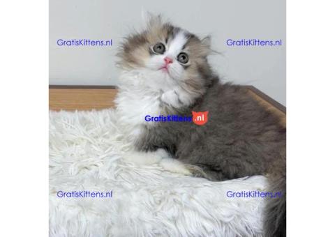 Schattige katjes te koop/whatsapp: +32466904357