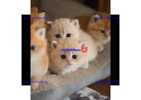 Schattige katjes te koop/whatsapp: +32466904357