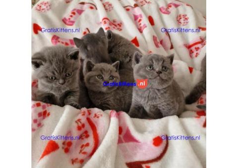 Schattige katjes te koop/whatsapp: +32466904357