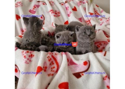 Schattige katjes te koop/whatsapp: +32466904357