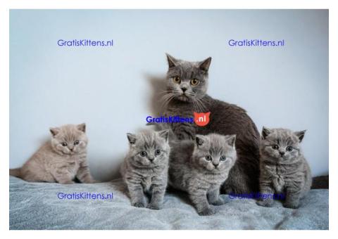 Schattige katjes te koop/whatsapp: +32466904357
