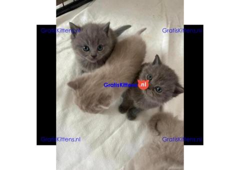 Schattige katjes te koop/whatsapp: +32466904357