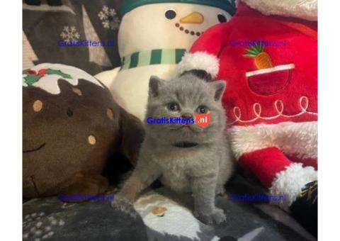 Schattige katjes te koop/whatsapp: +32466904357