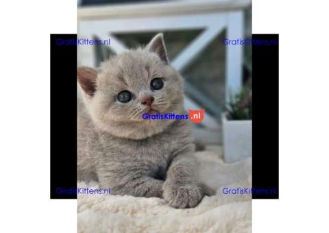 Schattige katjes te koop/whatsapp: +32466904357