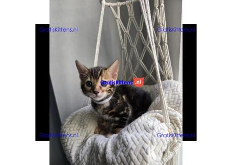 Schattige katjes te koop/whatsapp: +32466904357