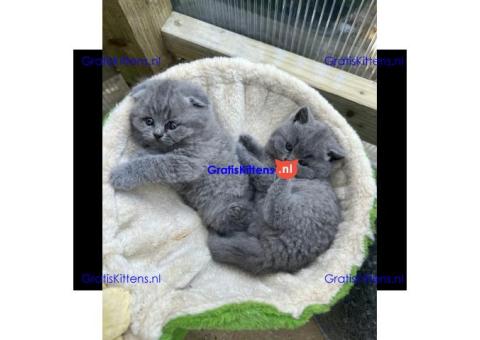Schattige katjes te koop/whatsapp: +32466904357
