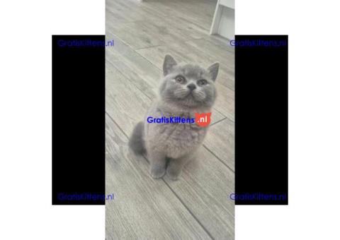 Schattige katjes te koop/whatsapp: +32466904357