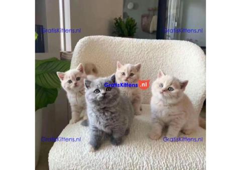 Schattige katjes te koop/whatsapp: +32466904357