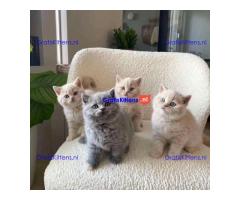 Schattige katjes te koop/whatsapp: +32466904357