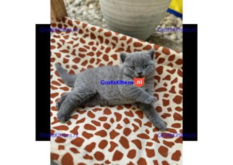 Schattige katjes te koop/whatsapp: +32466904357