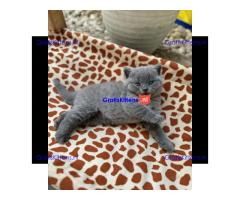 Schattige katjes te koop/whatsapp: +32466904357