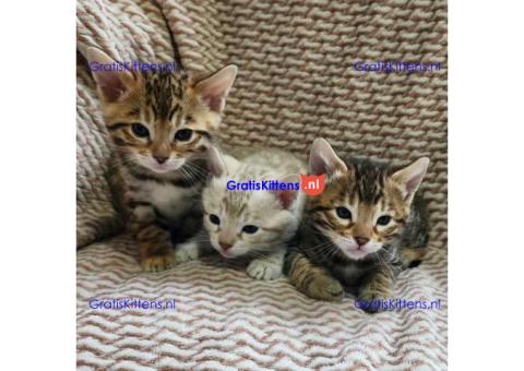 Schattige katjes te koop/whatsapp: +32466904357