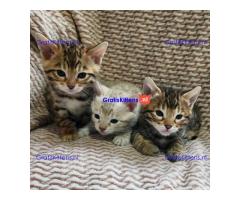 Schattige katjes te koop/whatsapp: +32466904357