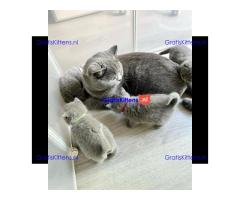 Schattige katjes te koop/whatsapp: +32466904357