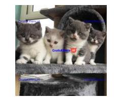 Scottish Fold-kittens