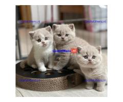 BHK Britse Korthaar Kittens