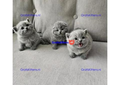 Britse korthaar kittens ter adoptie