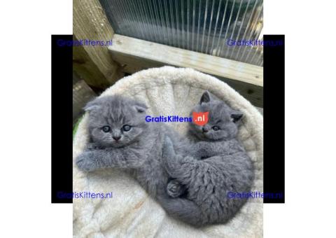 Britse korthaar kittens ter adoptie
