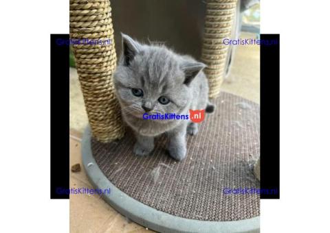 Britse korthaar kittens ter adoptie