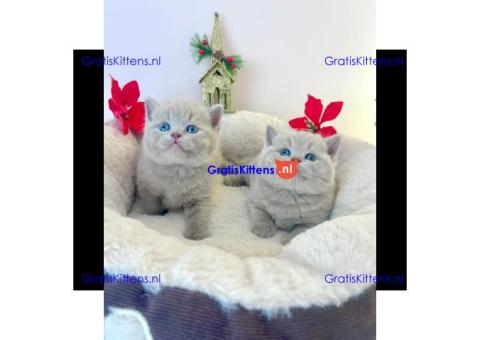 Britse korthaar kittens ter adoptie