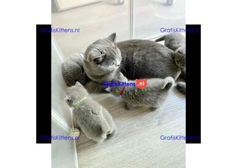 Britse korthaar kittens ter adoptie