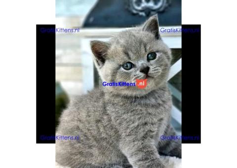 Britse korthaar kittens ter adoptie