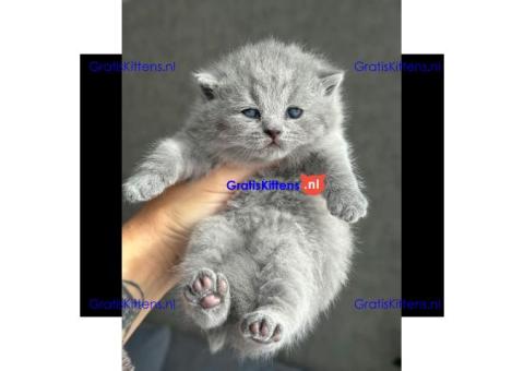 Britse korthaar kittens ter adoptie