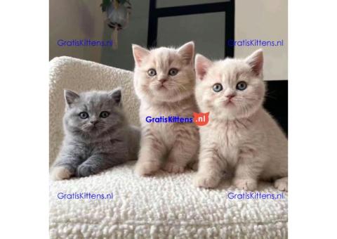 Britse korthaar kittens ter adoptie