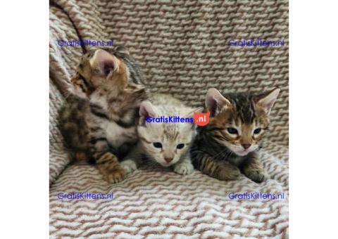 Bengaalse kittens ter adoptie