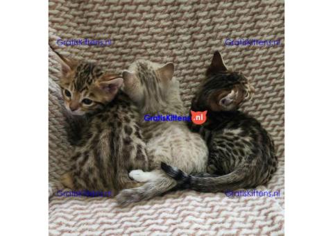 Bengaalse kittens ter adoptie