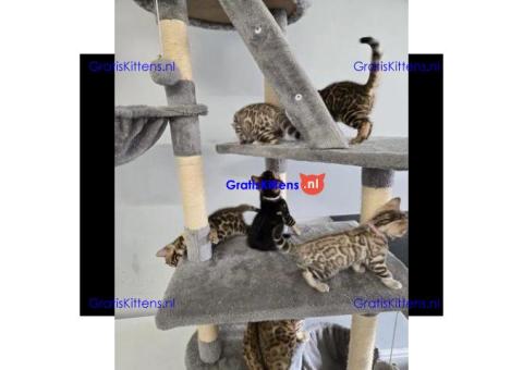 Bengaalse kittens ter adoptie