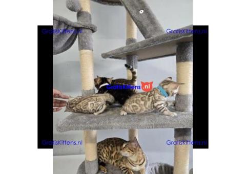 Bengaalse kittens ter adoptie