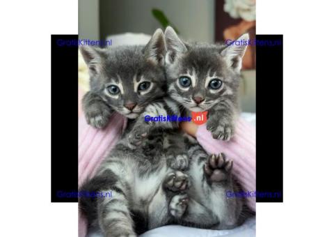 Bengaalse kittens ter adoptie