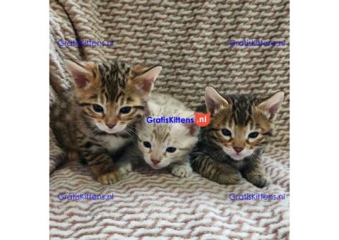 Bengaalse kittens ter adoptie