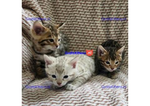 Bengaalse kittens ter adoptie