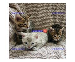 Bengaalse kittens ter adoptie
