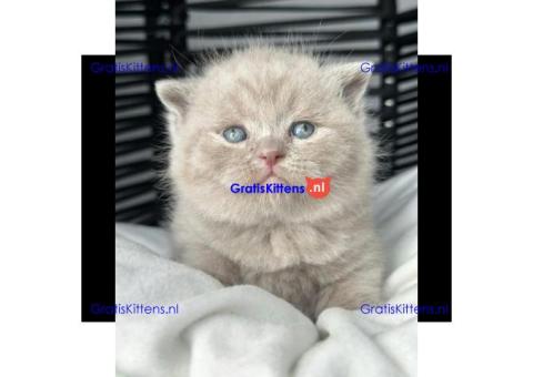 Britse korthaar kittens ter adoptie